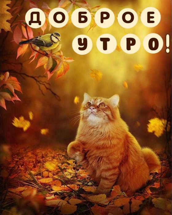 ДОБРОЕ УТРО!