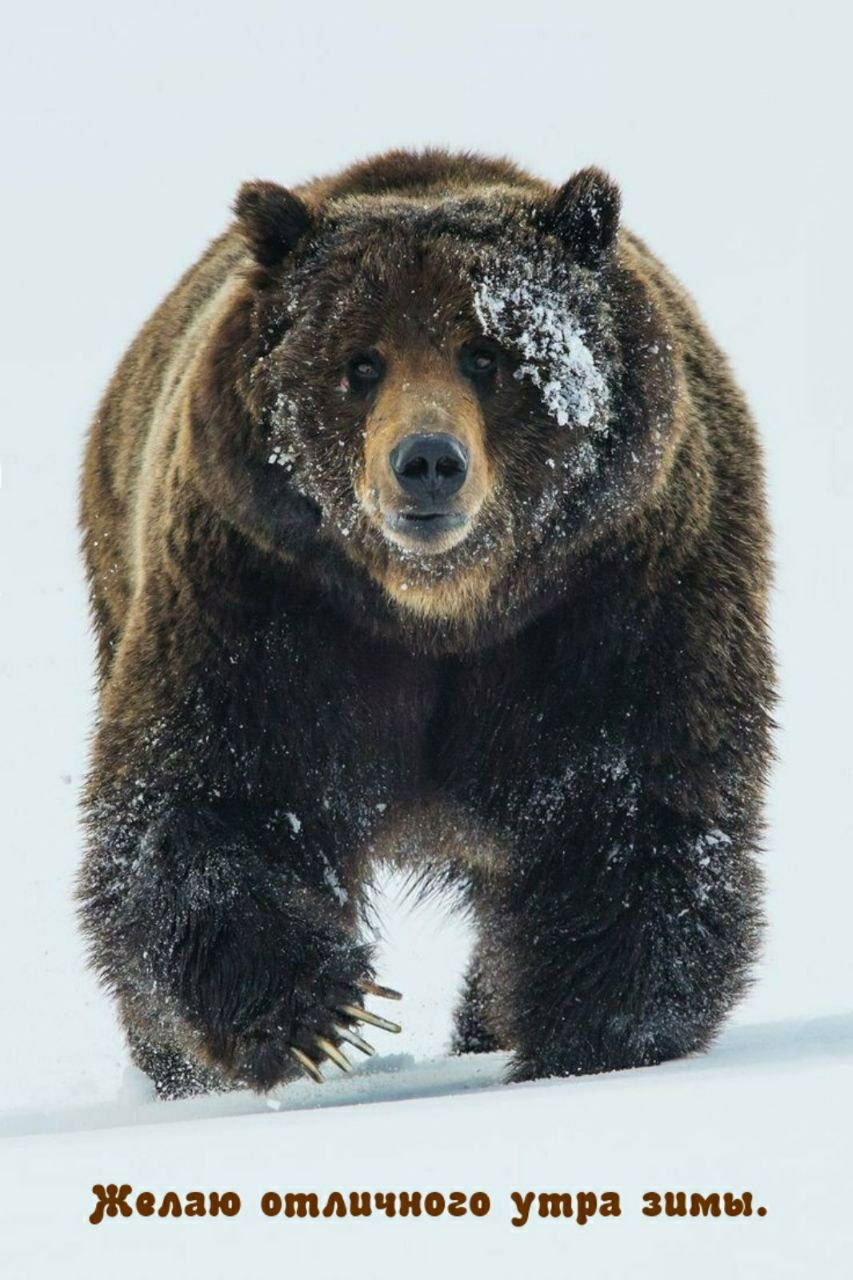 Желаю отличного утра зимы.