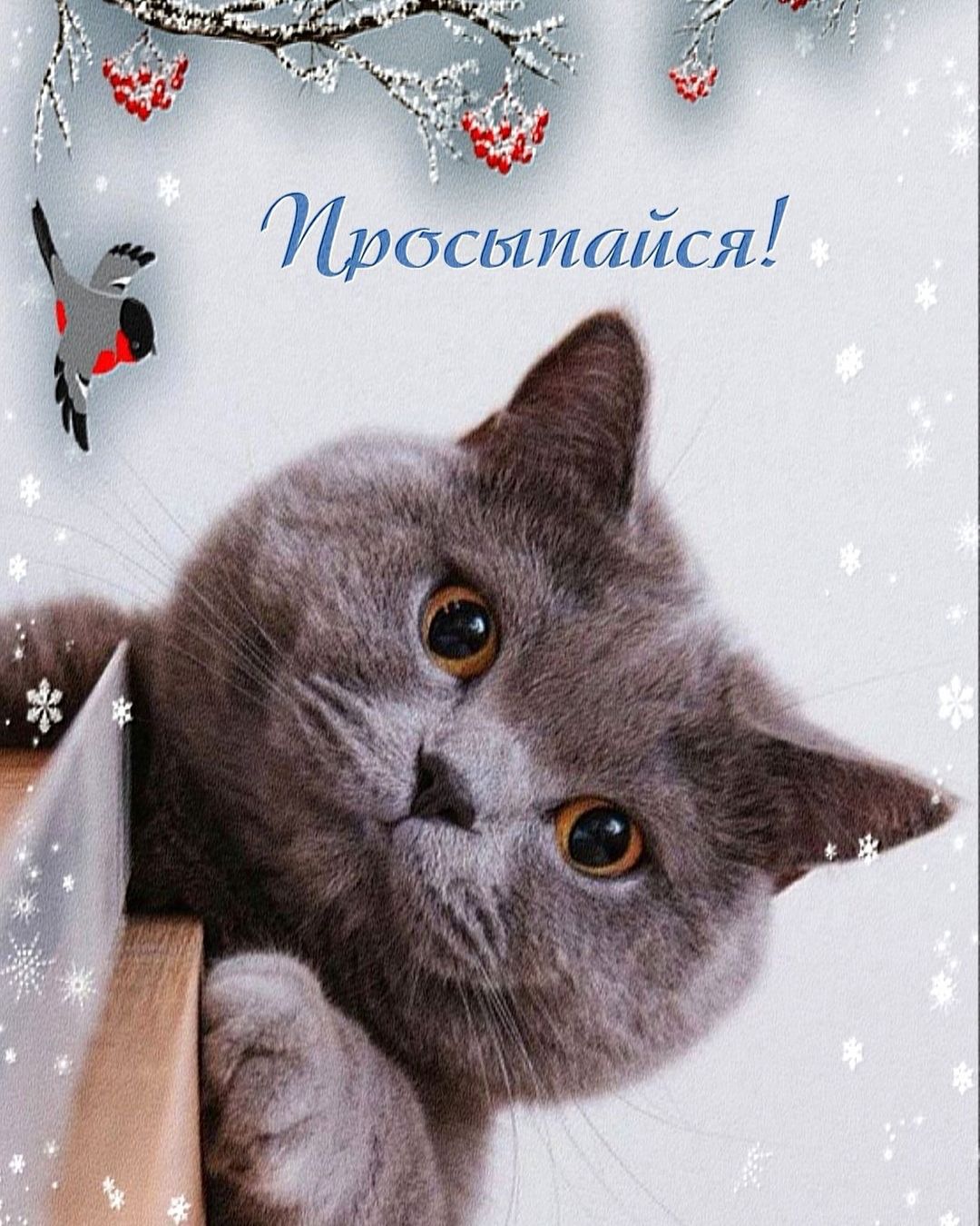 Просыпайся!