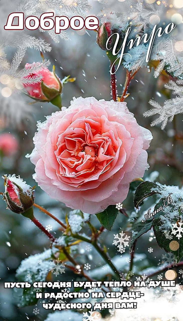 Доброе утро
Пусть сегодня будет тепло на душе и радостно на сердце — чудесного дня вам!
