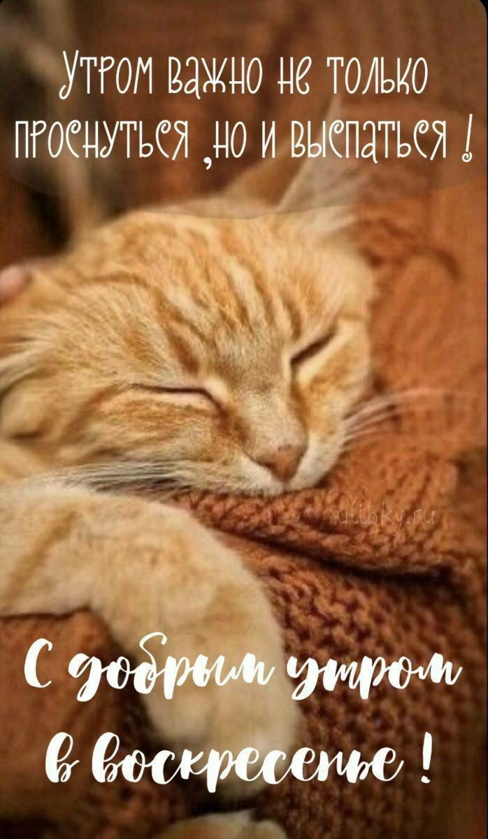 Утром важно не только проснуться, но и выспаться!
С добрым утром в воскресенье!