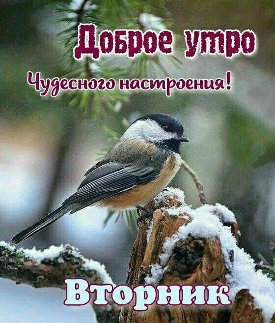 Доброе утро Чудесного настроения! Вторник