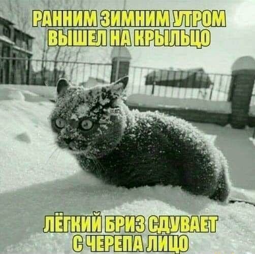 Ранним зимним утром вышел на крыльцо. Лёгкий бриз сдувает с черепа лицо