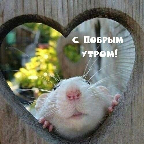 С ДОБРЫМ УТРОМ!