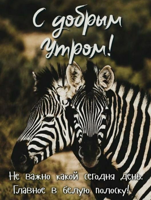 С добрым утром! Не важно какой сегодня день. Главное в белую полоску!