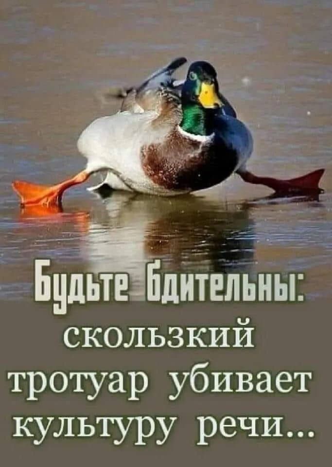 Будьте бдительны: скользкий тротуар убивает культуру речи...