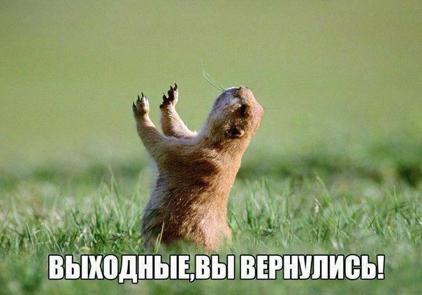 ВЫХОДНЫЕ, ВЫ ВЕРНУЛИСЬ!