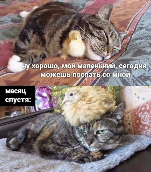 ну хорошо, мой маленький, сегодня можешь поспать со мной
месяц спустя: