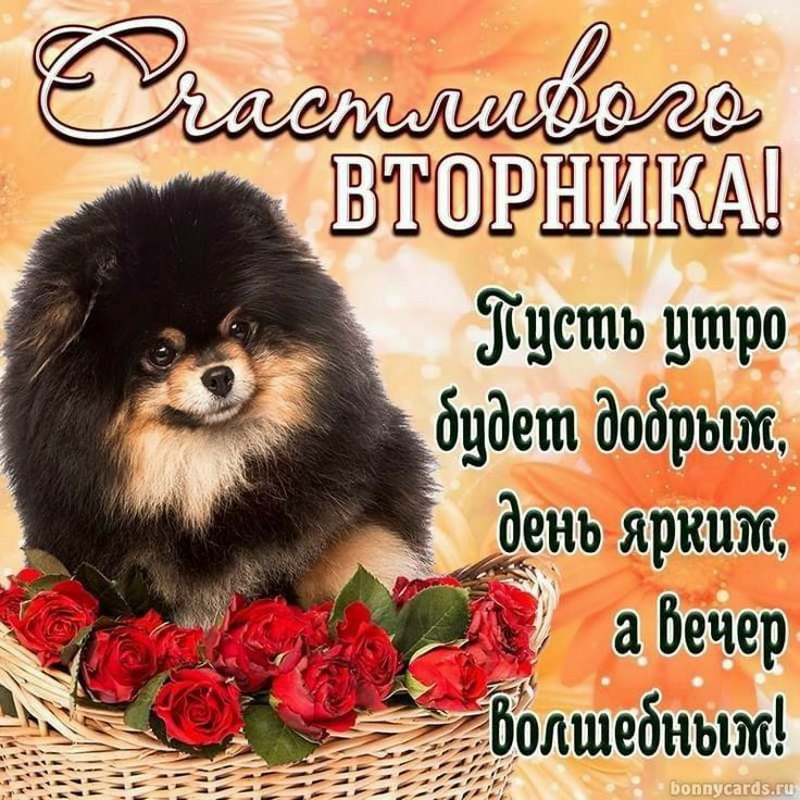 Счастливого вторника! Пусть утро будет добрым, день ярким, а вечер волшебным!