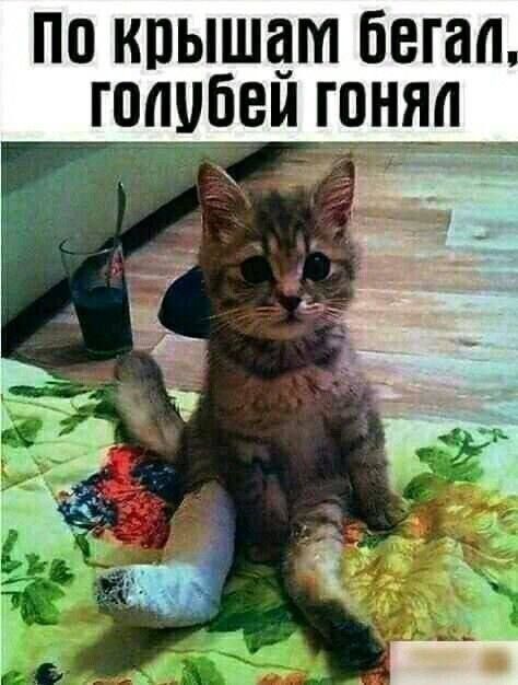 По крышам бегал, голубей гонял