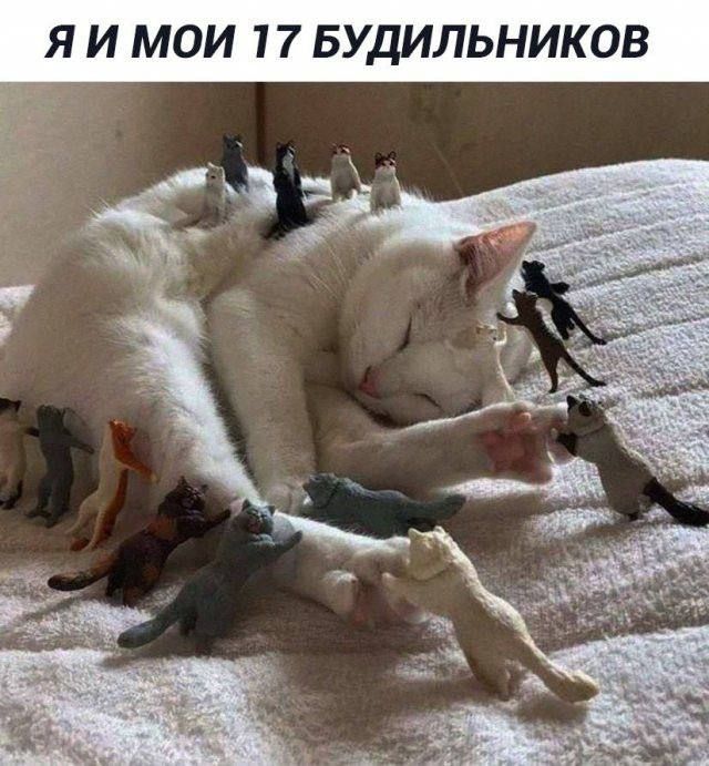 Я И МОИ 17 БУДИЛЬНИКОВ