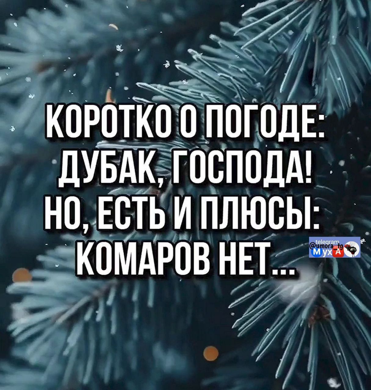 КОРОТКО О ПОГОДЕ: ДУБАК, ГОСПОДА! НО, ЕСТЬ И ПЛЮСЫ: КОМАРОВ НЕТ...