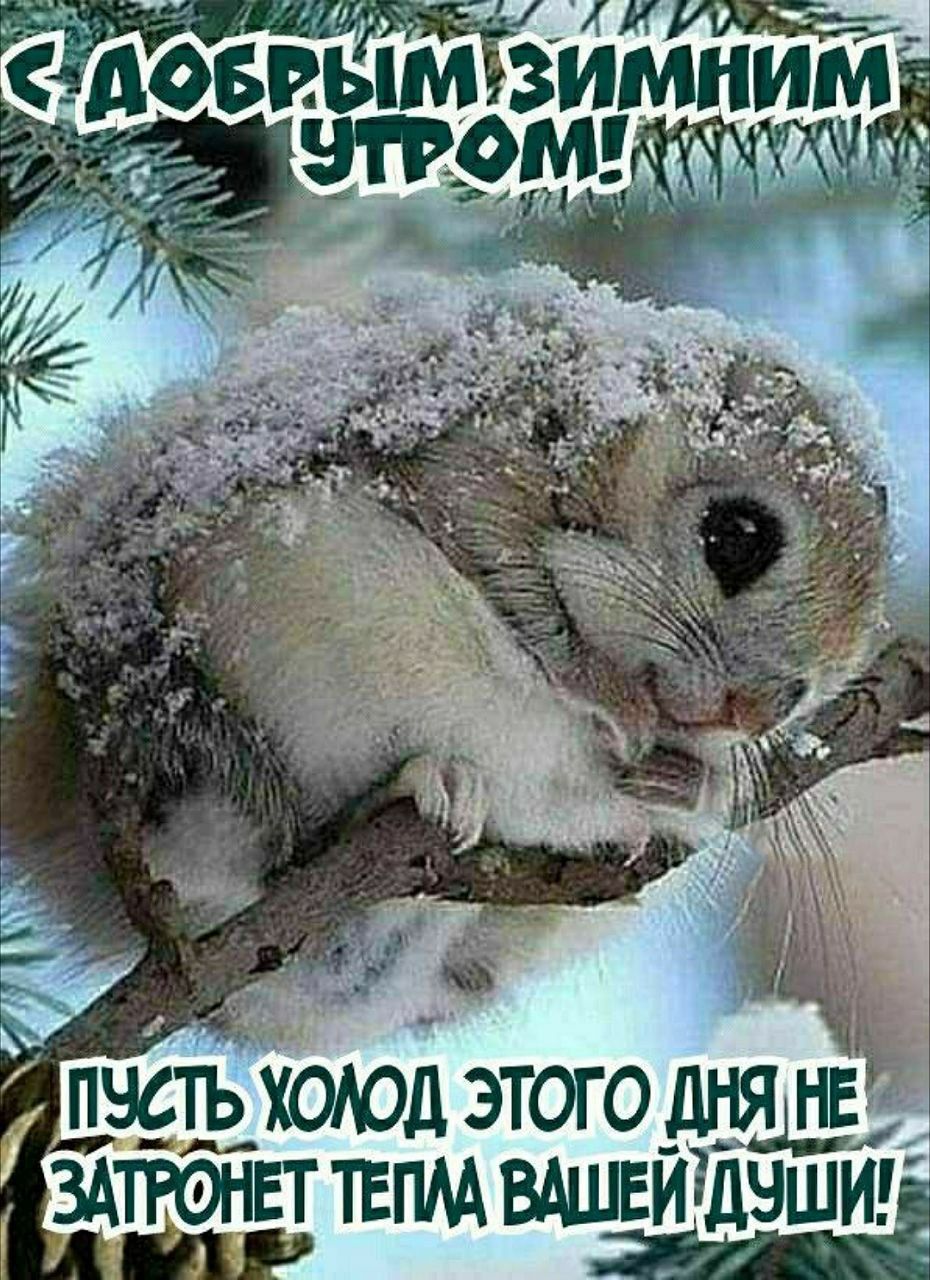 С добрым зимним утром! Пусть холод этого дня не затронет тепла вашей души!