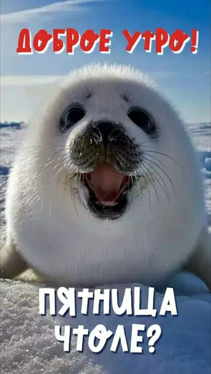 ДОБРОЕ УТРО! ПЯТНИЦА ЧТООЛЕ?