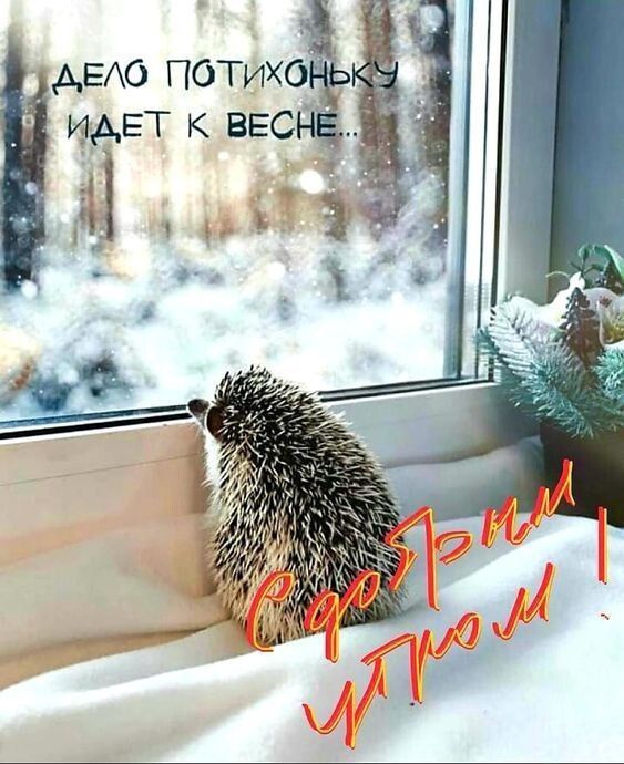 ДЕЛО ПОТИХОНЬКУ ИДЕТ К ВЕСНЕ... С новым утром!