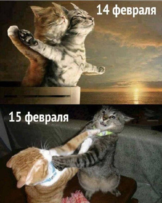 14 февраля
15 февраля