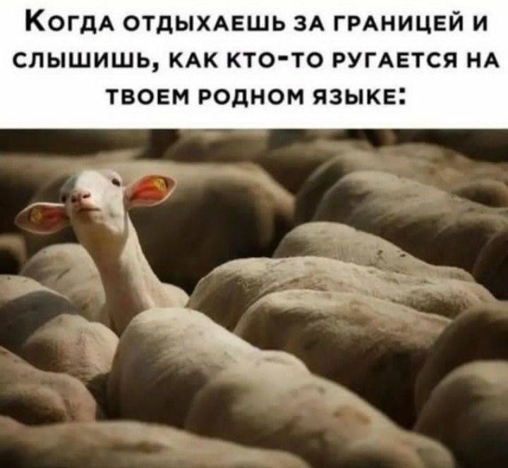 Когда отдыхаешь за границей и слышишь, как кто-то ругается на твоем родном языке: