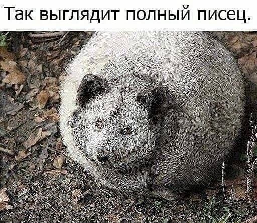 Так выглядит полный песец.
