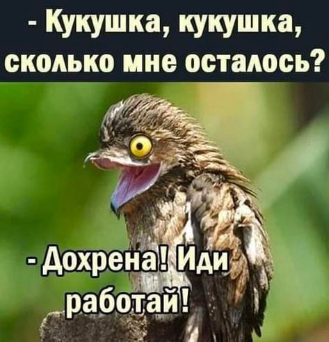 - Кукушка, кукушка, сколько мне осталось? - Дохрена! Иди работай!