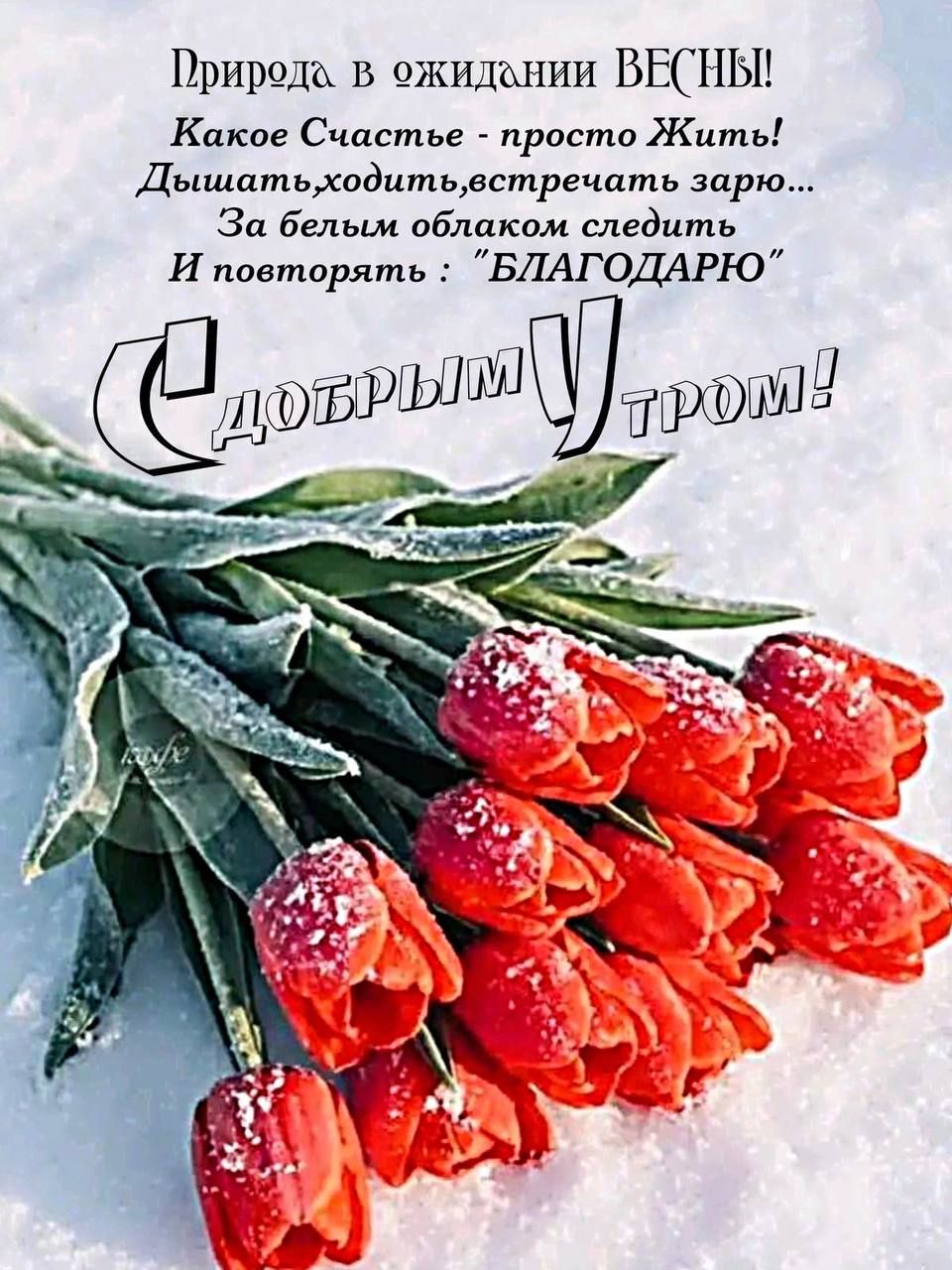 Природа в ожидании ВЕСНЫ! Какое Счастье - просто Жить! Дышать,ходить,встречать зарю... За белым облаком следить И повторять: 'БЛАГОДАРЮ' С добрым Утром!