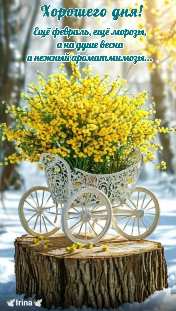Хорошего дня! Ещё февраль, ещё морозы, а на душе весна и нежный аромат милмозы...