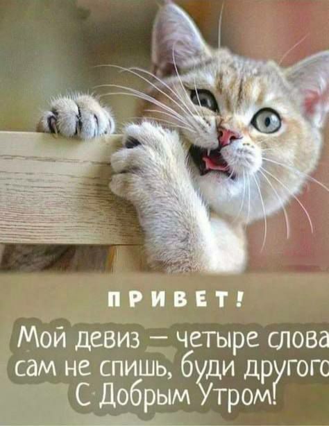 ПРИВЕТ! Мой девиз — четыре слова сам не спишь, будь другого С Добрым Утром!