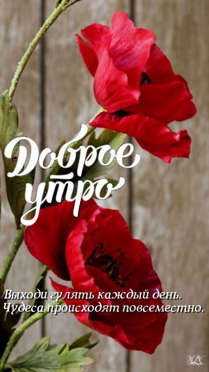 Доброе утро
Выходи гулять каждый день. Чудеса происходят повсеместно.