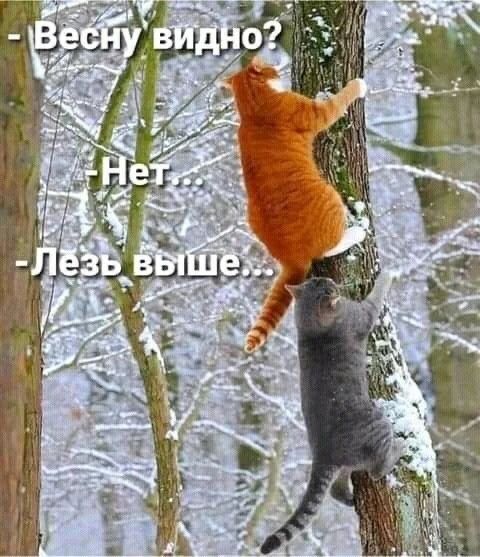 - Весну видно? - Нет... -Лезь выше...