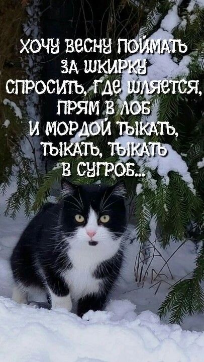 Хочу весну поймать за шкирку спросить, где шляется, прям в лоб и мордой ткать, ткать, ткать в сугроб...
