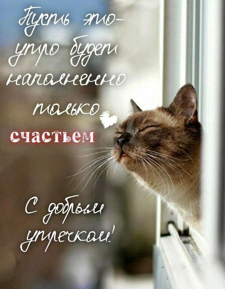 Пусть это утро будет началом прекрасного счастья. С добрым утром!