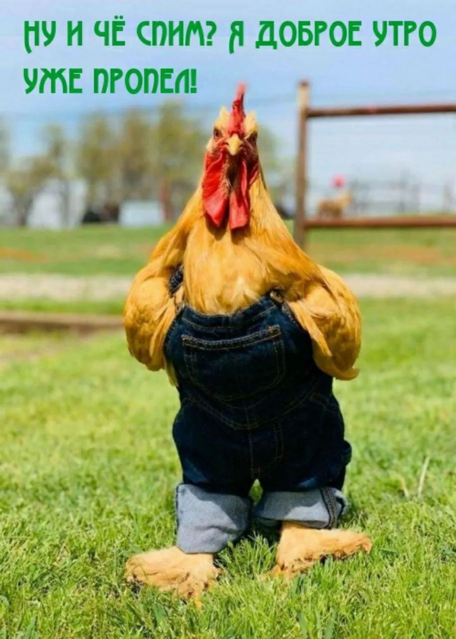 Ну и чё спим? Я доброе утро уже пропел!