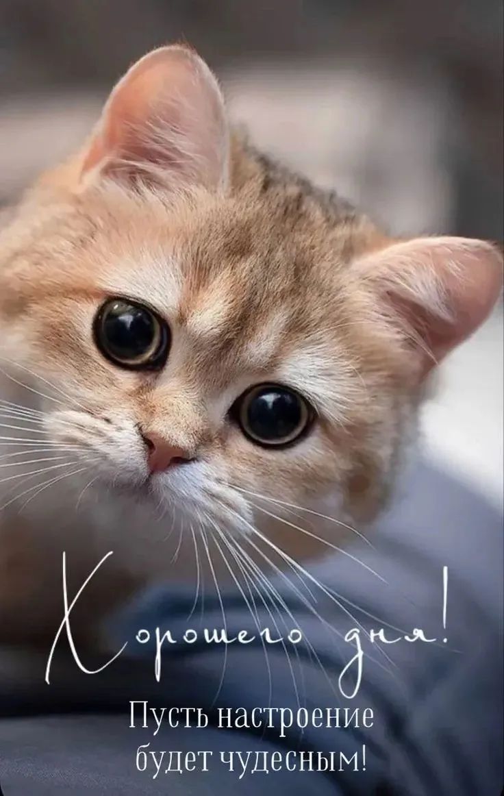Хорошего дня! Пусть настроение будет чудесным!