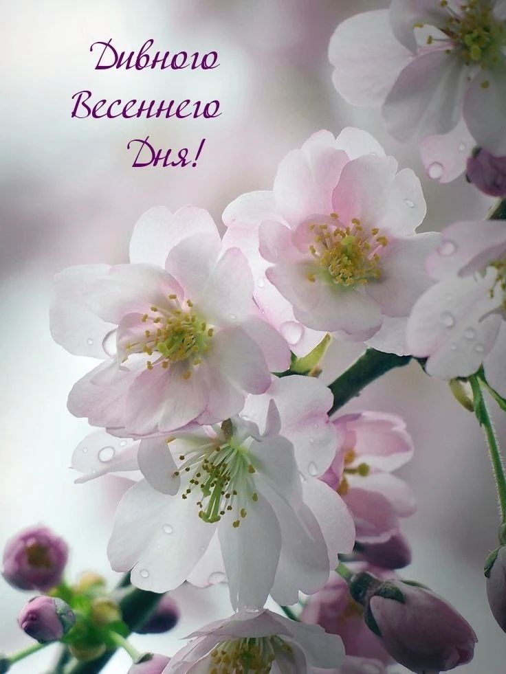 Дивного Весеннего Дня!