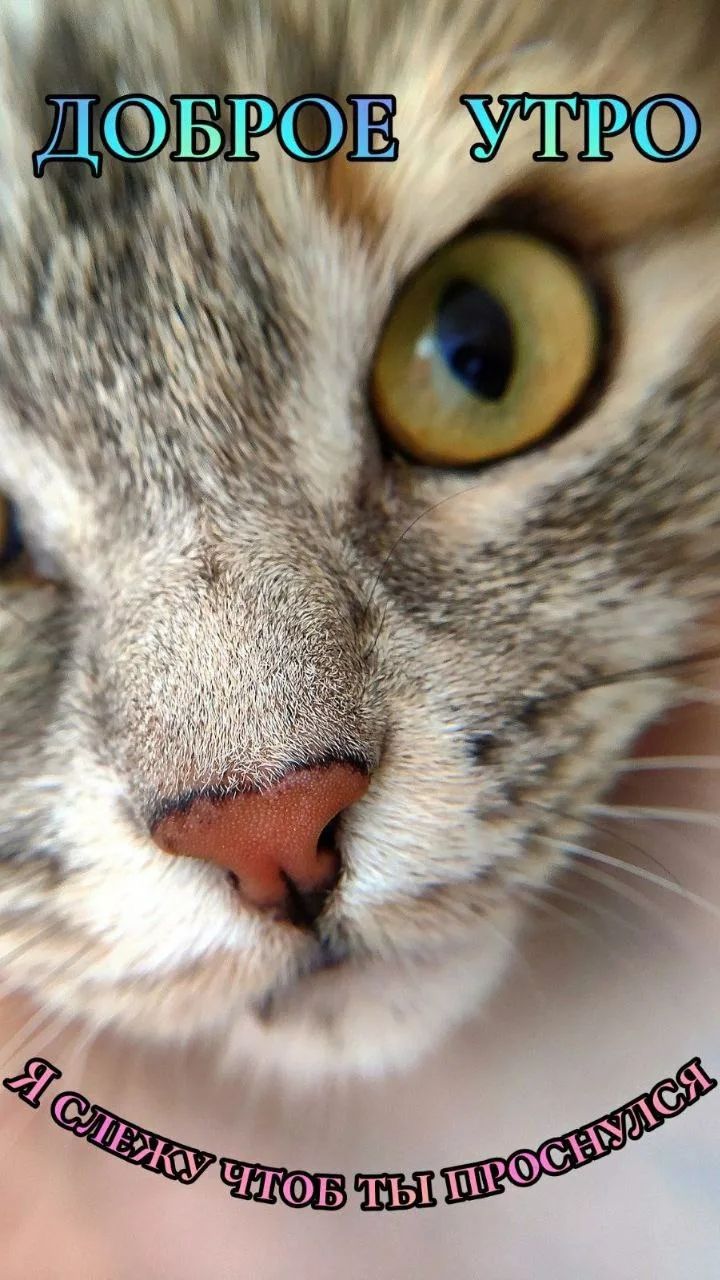 Доброе утро
