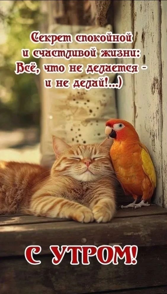 Секрет спокойной и счастливой жизни: Всё, что не делается - и не делай!...) С УТРОМ!