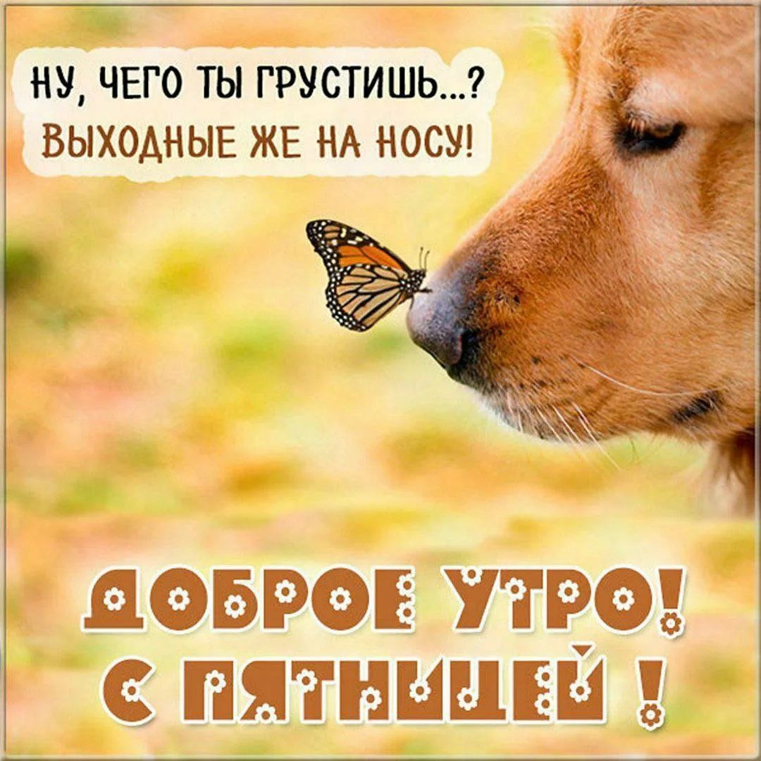 НУ, ЧЕГО ТЫ ГРУСТИШЬ...? ВЫХОДНЫЕ ЖЕ НА НОСУ! ДОБРОЕ УТРО! С ПЯТНИЦЕЙ!