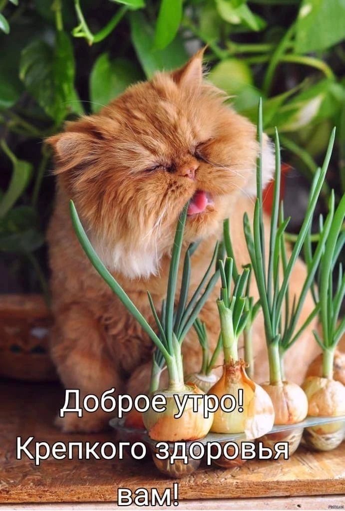 Доброе утро! Крепкого здоровья вам!