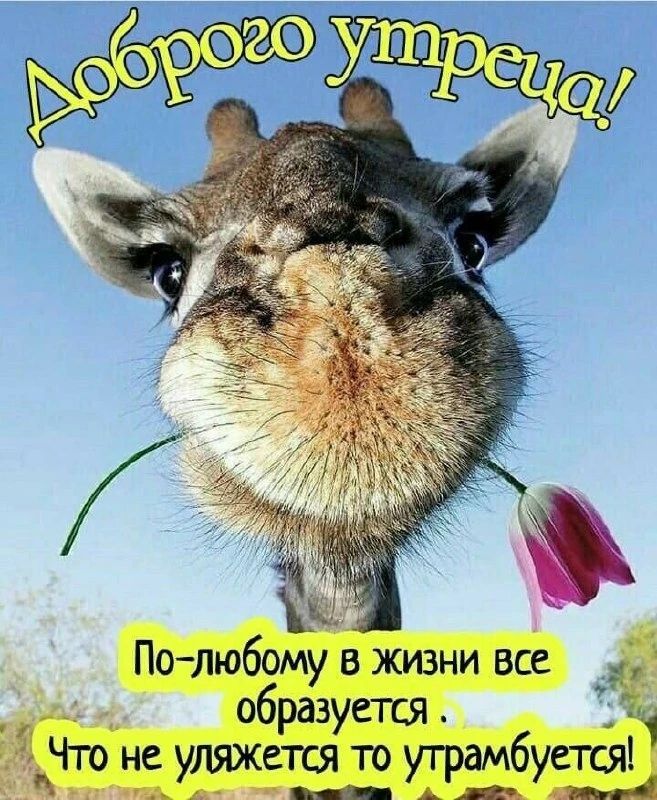 Доброго утреца! По-любому в жизни все образуется. Что не уляжется то утрамбуется!