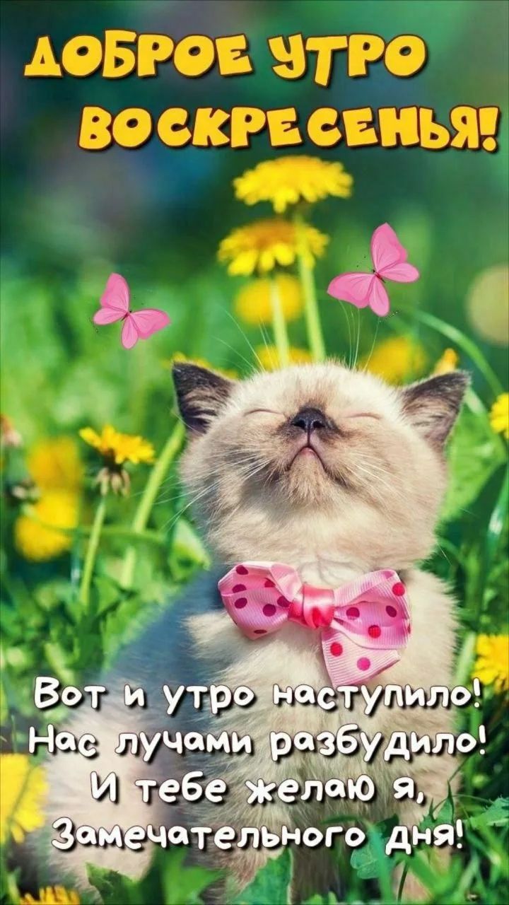 ДОБРОЕ УТРО ВОСКРЕСЕНЬЯ! Вот и утро наступило! Нас лучами разбудило! И тебе желаю я, Замечательного дня!