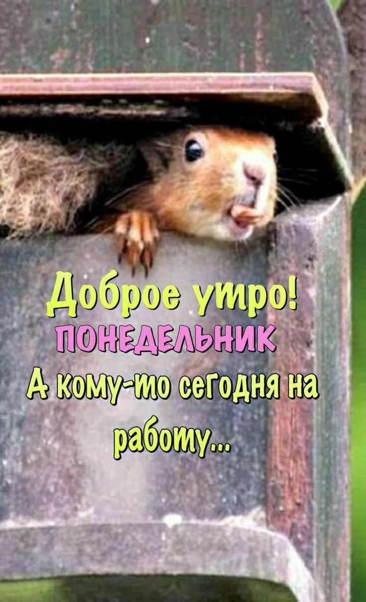 Доброе утро! ПОНЕДЕЛЬНИК А кому-то сегодня на работу...