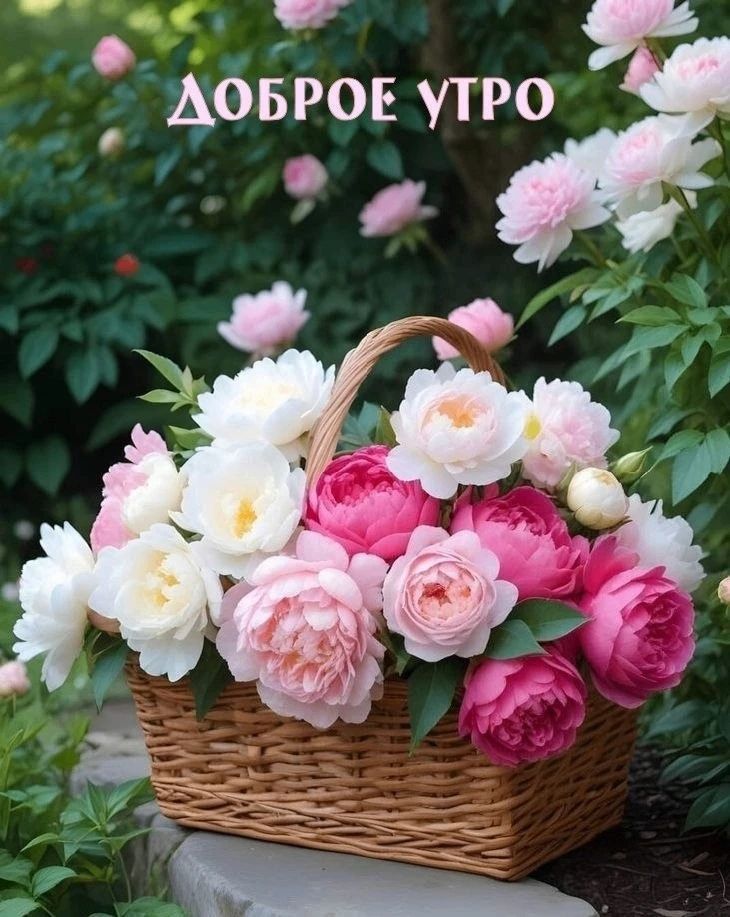 ДОБРОЕ УТРО