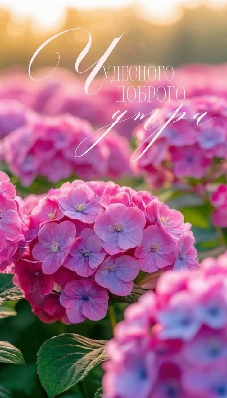 Чудесного доброго утра