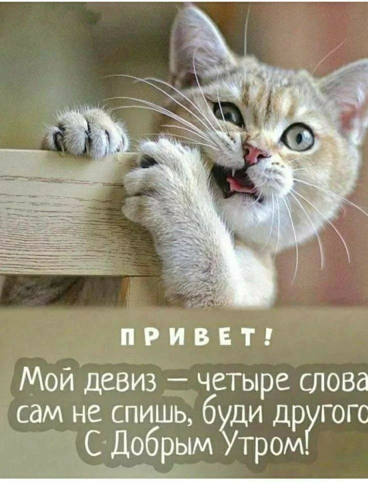 ПРИВЕТ! Мой девиз — четыре слова сам не спишь, буди другого С Добрым Утром!