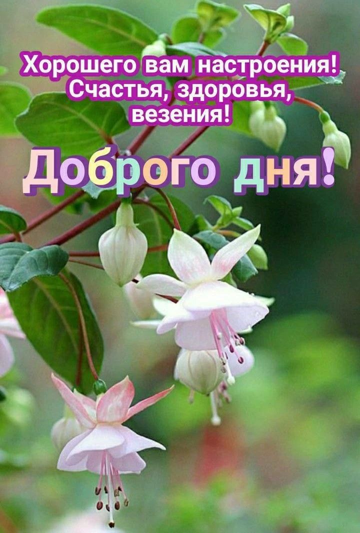 Хорошего вам настроения! Счастья, здоровья, везения! Доброго дня!
