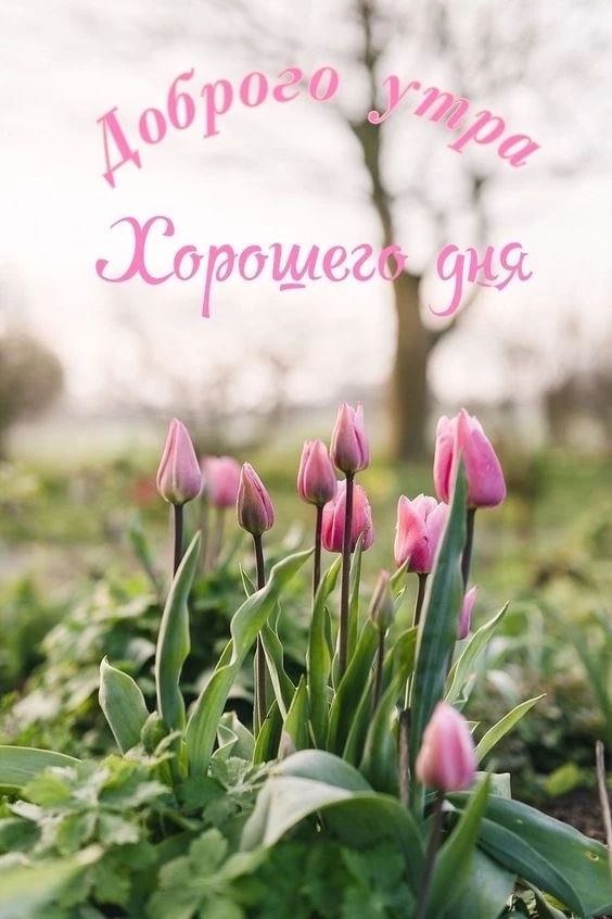 Доброго утра Хорошего дня