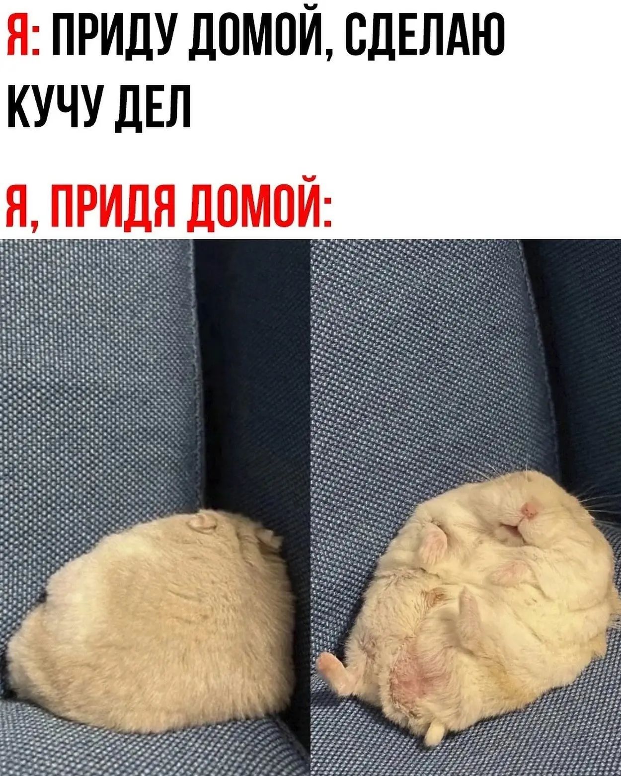 Я: ПРИДУ ДОМОЙ, СДЕЛАЮ КУЧУ ДЕЛ Я, ПРИДЯ ДОМОЙ: