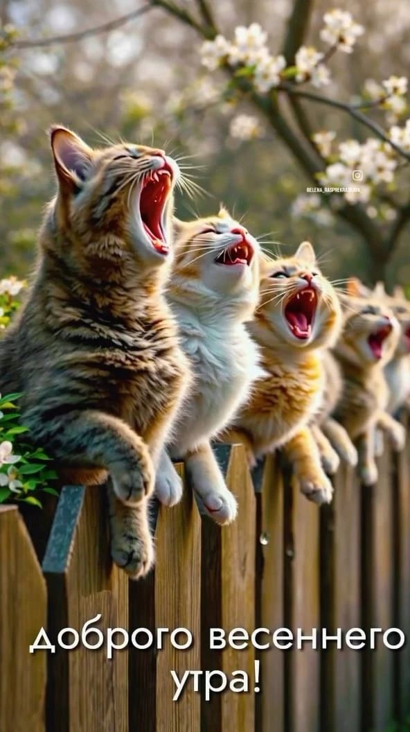 доброго весеннего утра!