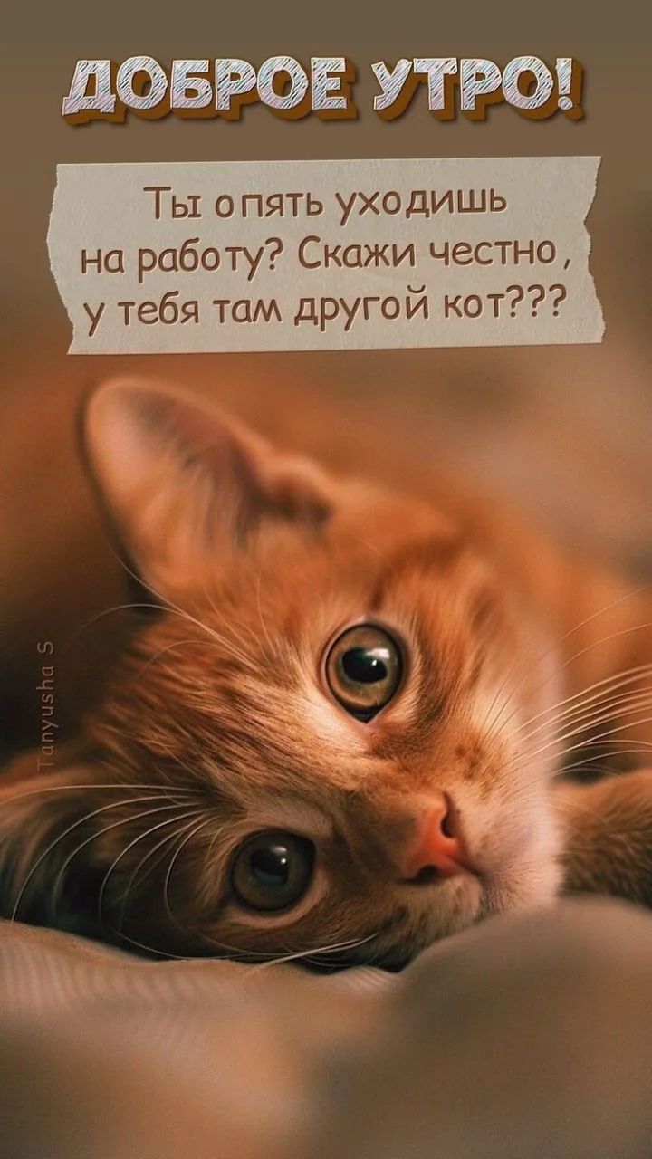 ДОБРОЕ УТРО! Ты опять уходишь на работу? Скажи честно, у тебя там другой кот???