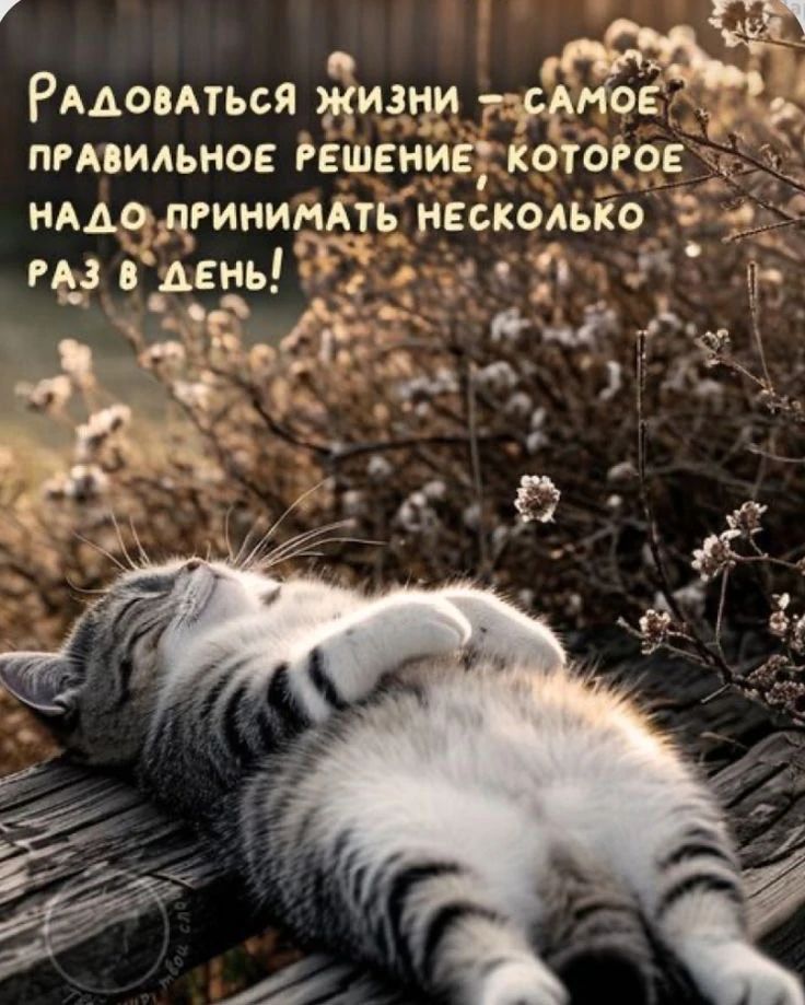 РАДОВАТЬСЯ ЖИЗНИ - САМОЕ ПРАВИЛЬНОЕ РЕШЕНИЕ, КОТОРОЕ НАДО ПРИНИМАТЬ НЕСКОЛЬКО РАЗ В ДЕНЬ!
