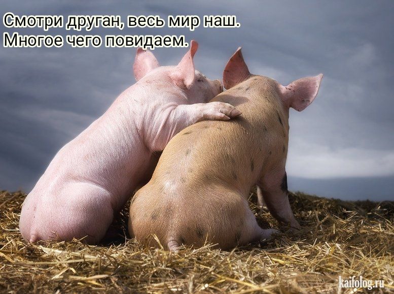 метри друган вееь Мнегое чеге повддаем